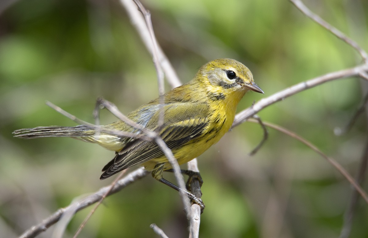 Prairie Warbler - ML622848453