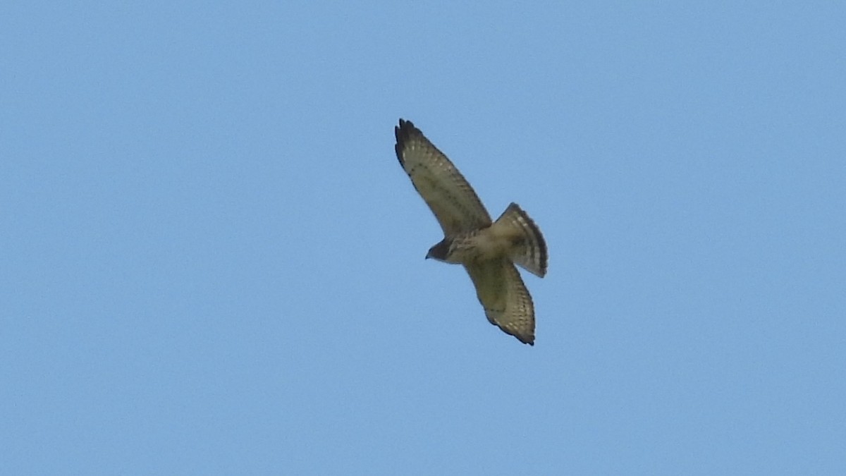 Broad-winged Hawk - Tim Forrester