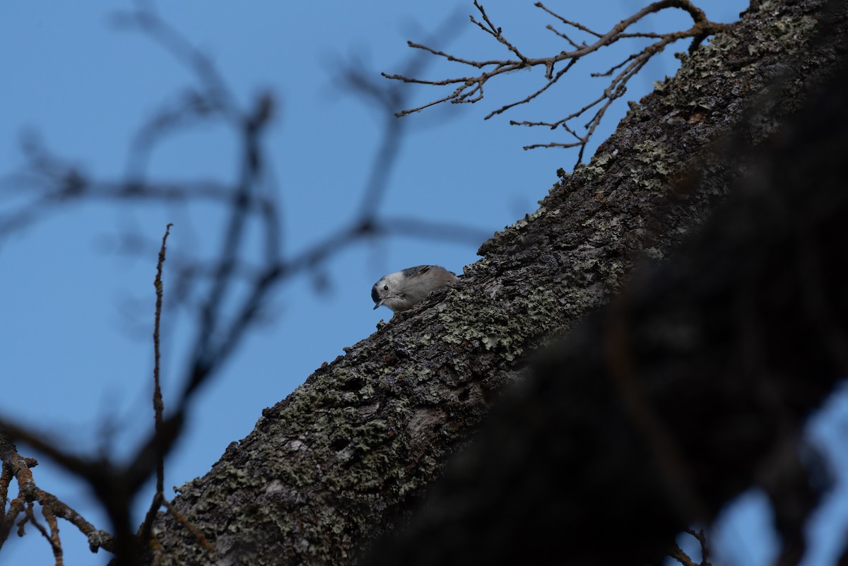 White-breasted Nuthatch - ML622848508