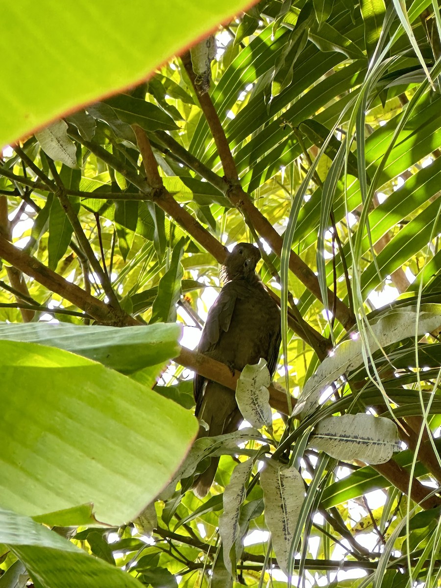 Seychelles Parrot - ML622848596