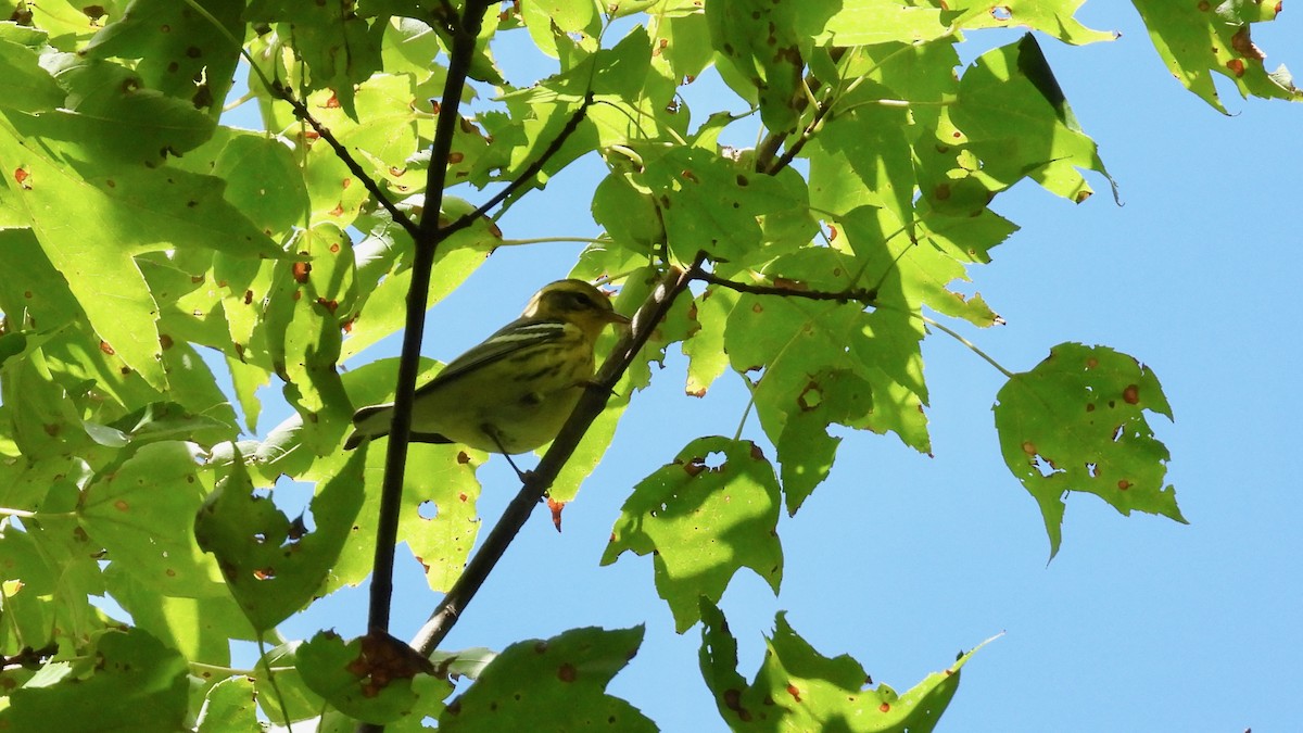 Blackburnian Warbler - ML622848659