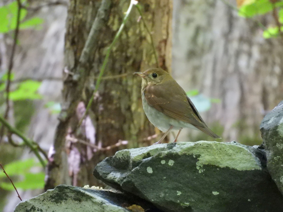 Veery - ML622848668