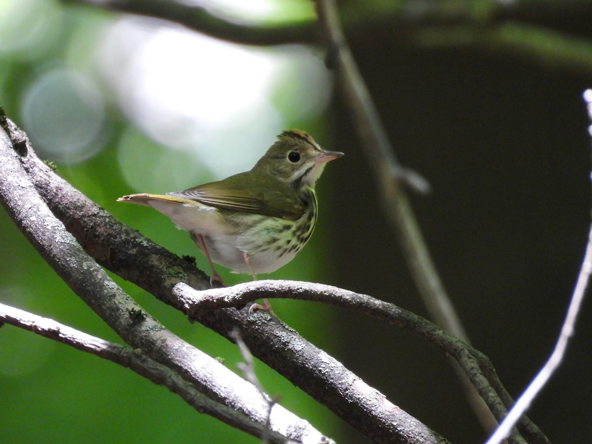 Ovenbird - ML622848682