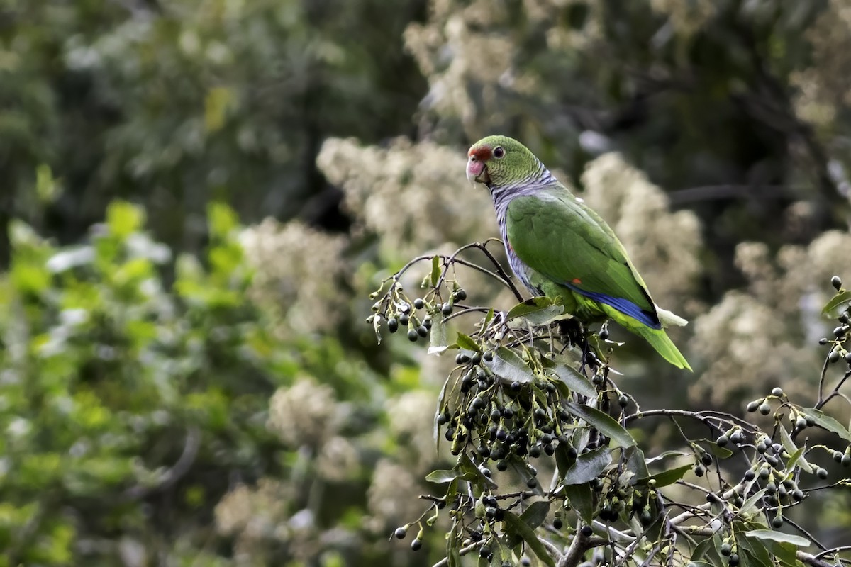 ブドウイロボウシインコ - ML622848713