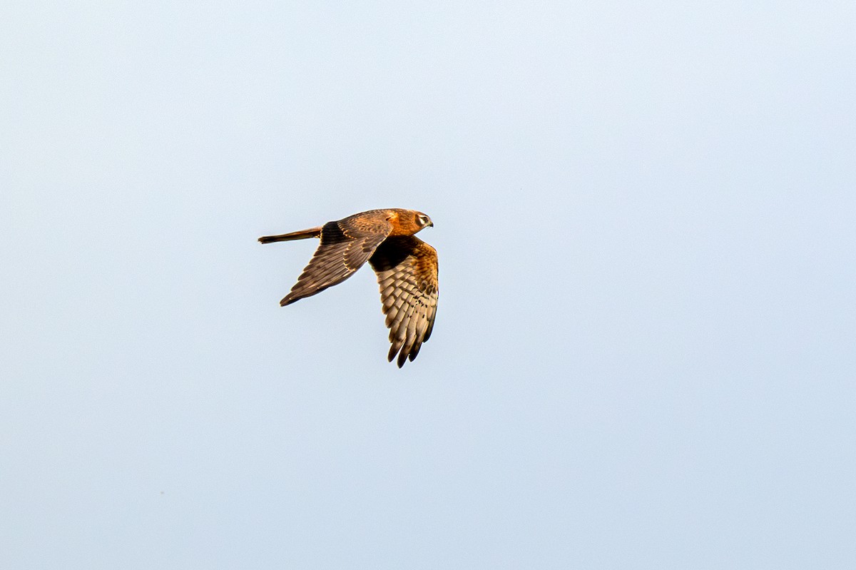 Montagu's Harrier - ML622848723