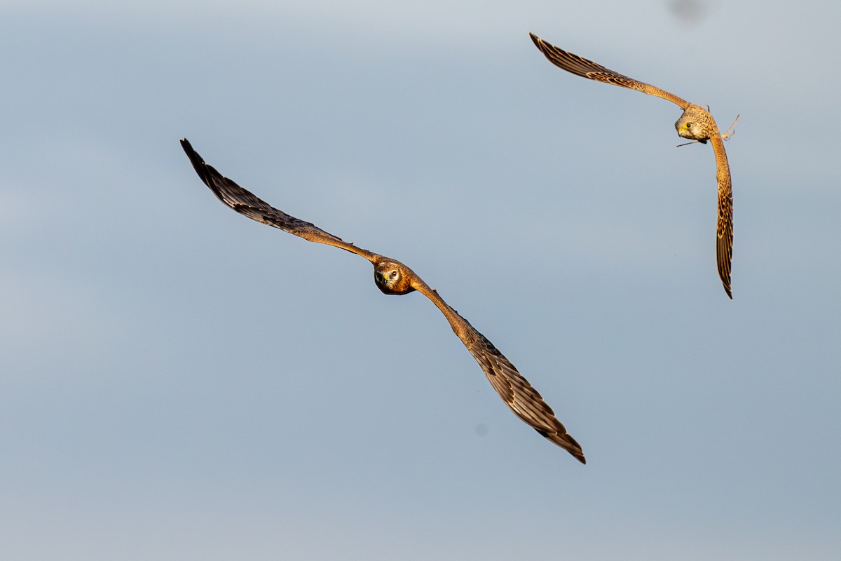 Montagu's Harrier - ML622848728