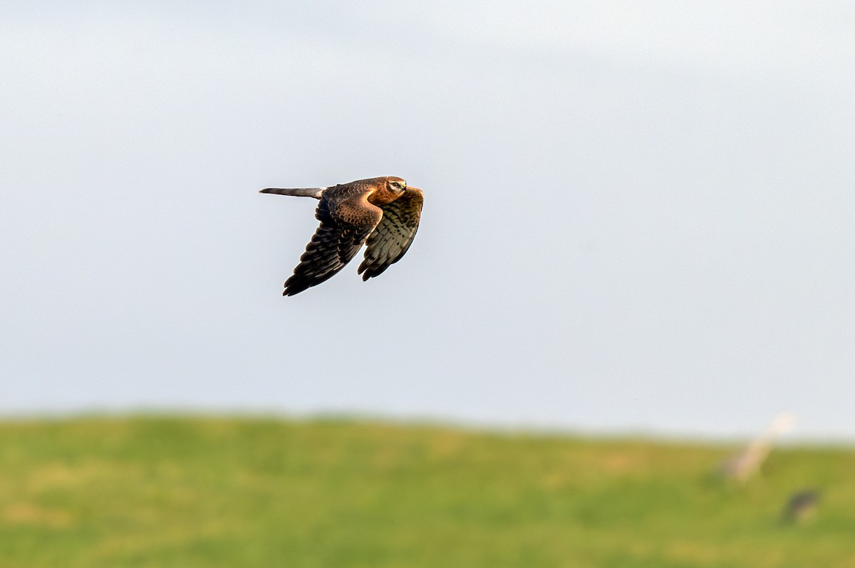 Montagu's Harrier - ML622848730