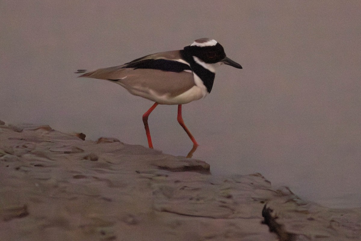 Pied Plover - ML622848736