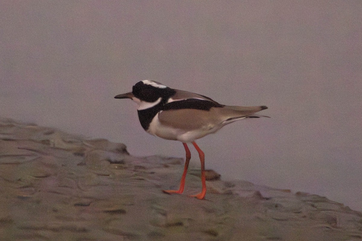 Pied Plover - ML622848737
