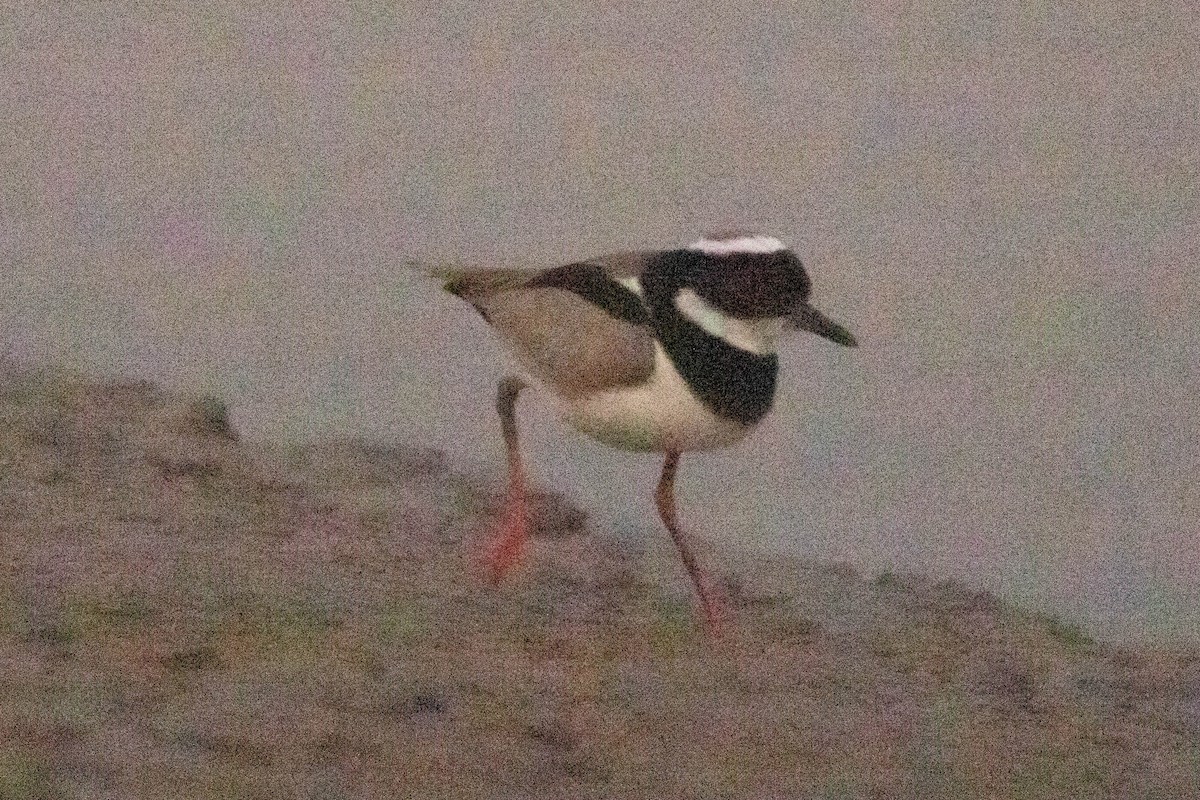 Pied Plover - ML622848738