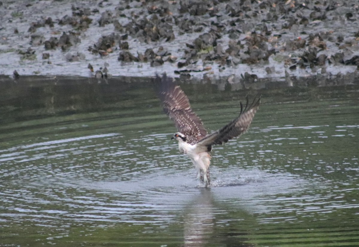 Águila Pescadora - ML622848873