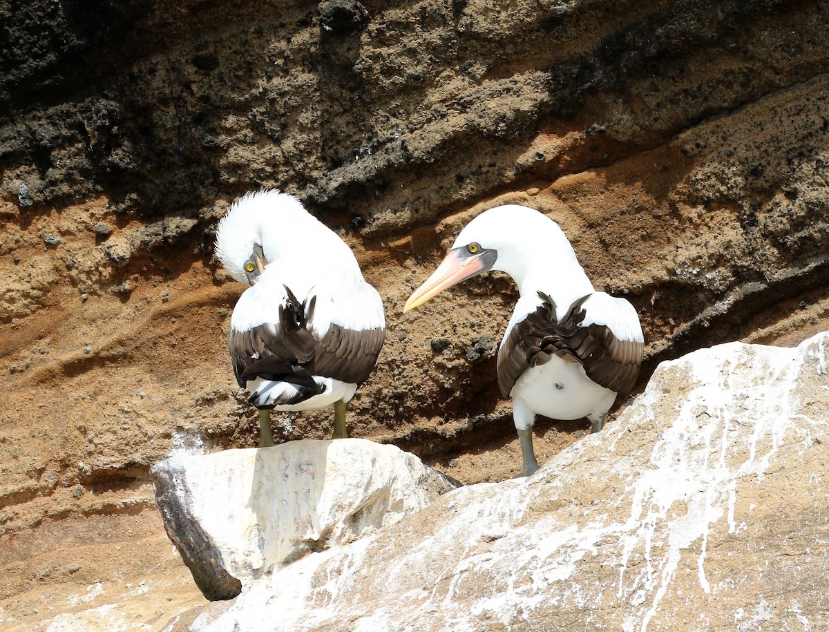 Nazca Booby - ML622848940