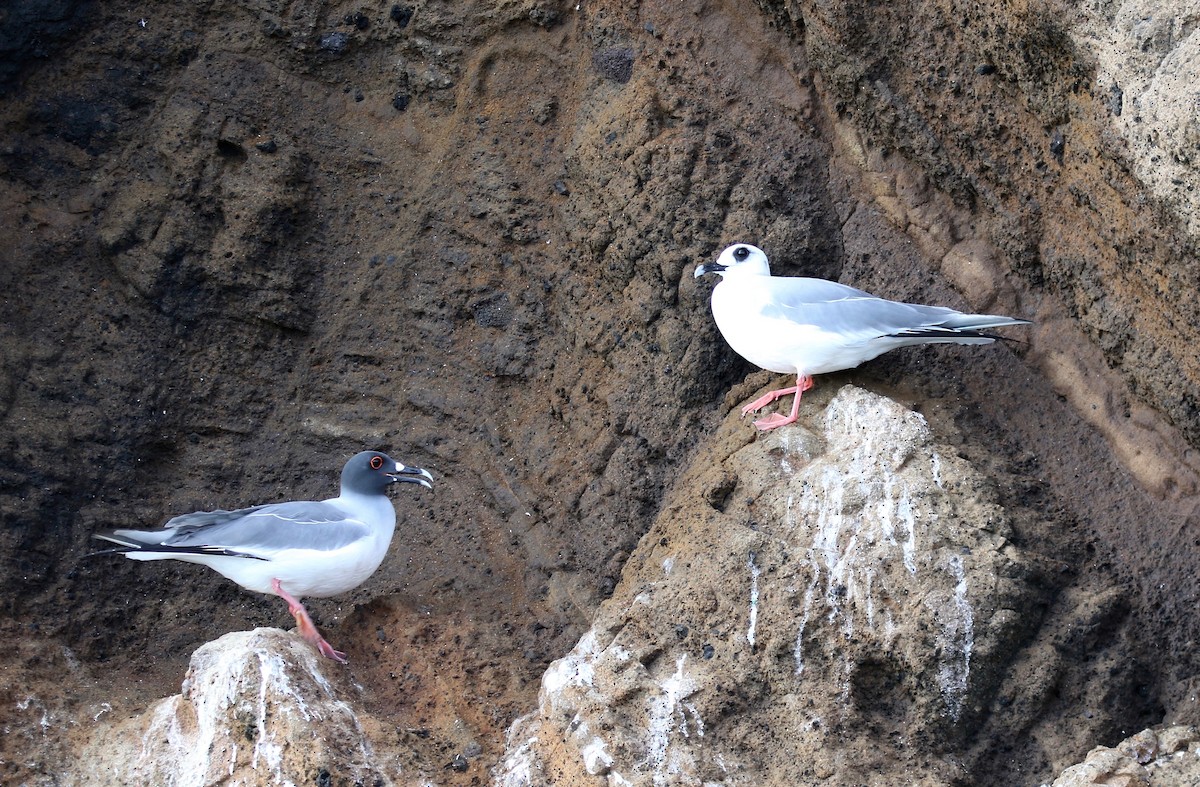 Swallow-tailed Gull - Sandy Vorpahl