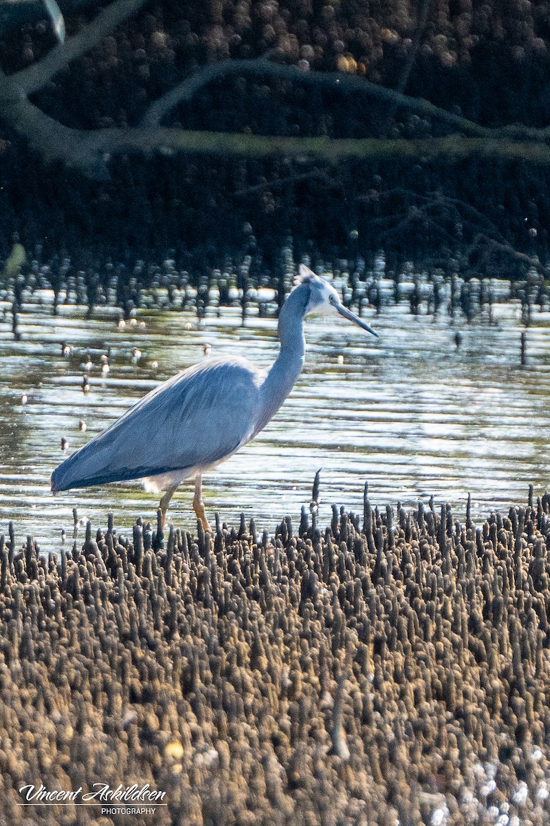 White-faced Heron - ML622849001