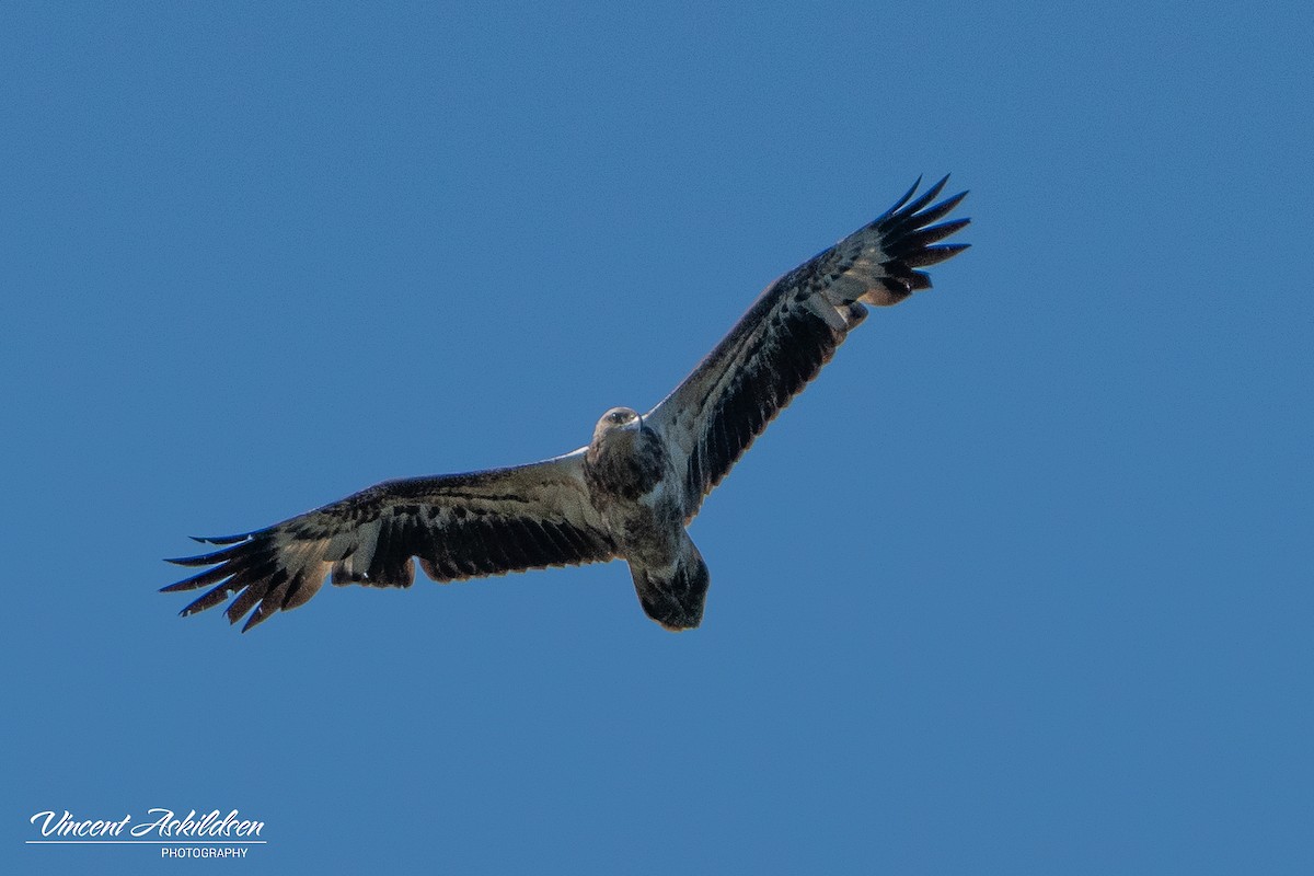 White-bellied Sea-Eagle - ML622849004