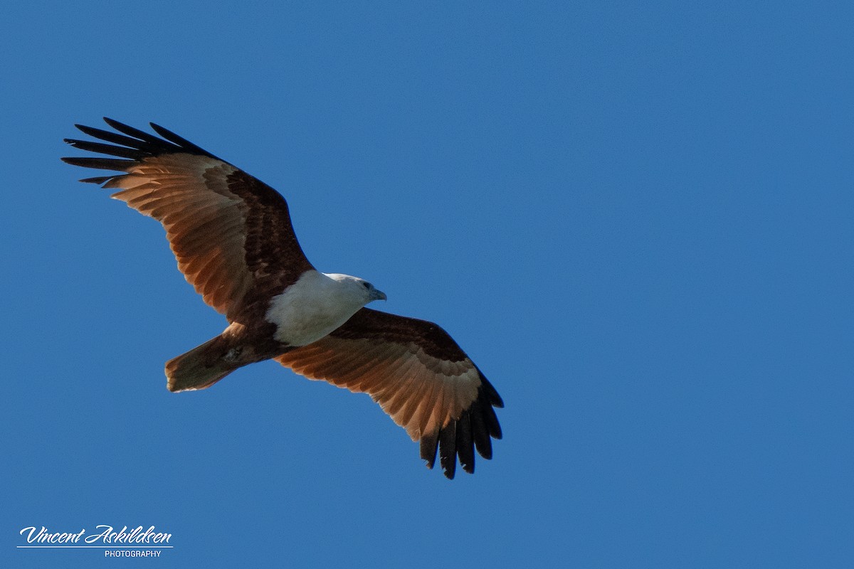 Brahminy Kite - ML622849006