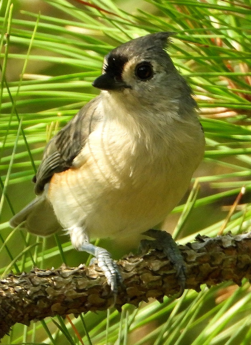 Tufted Titmouse - ML622849027