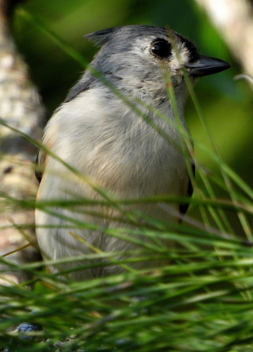 Tufted Titmouse - ML622849029