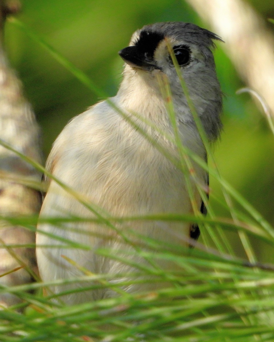 Tufted Titmouse - ML622849034