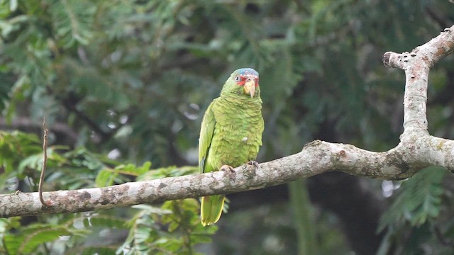 White-fronted Amazon - ML622849049