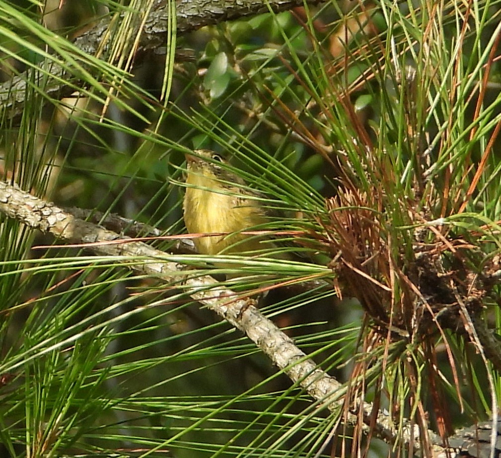 Pine Warbler - Jay Huner