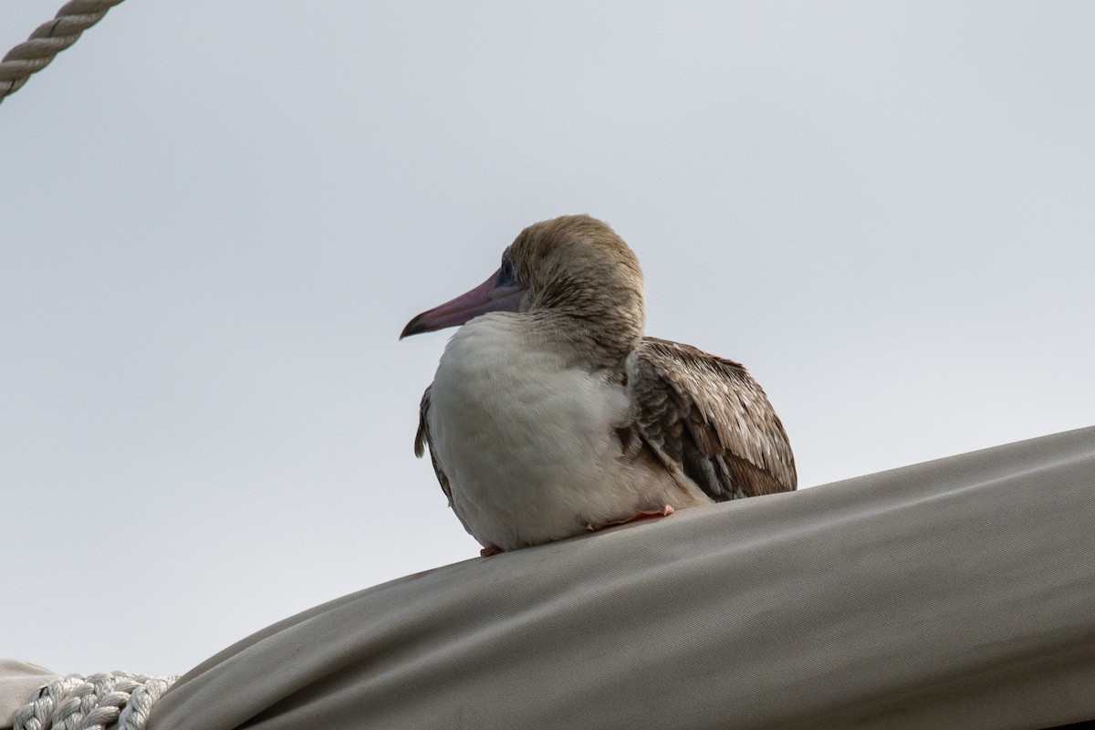 Red-footed Booby - Rick Hurst