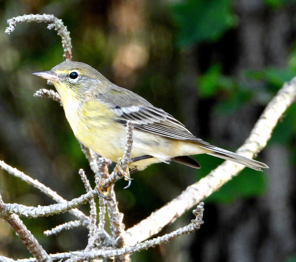 Pine Warbler - ML622849073