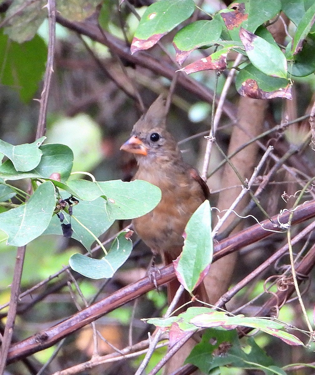 Northern Cardinal - ML622849080