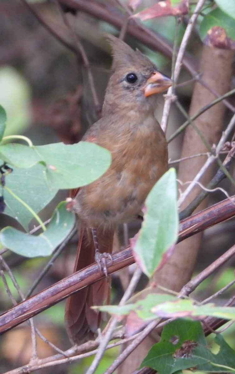 Northern Cardinal - ML622849081