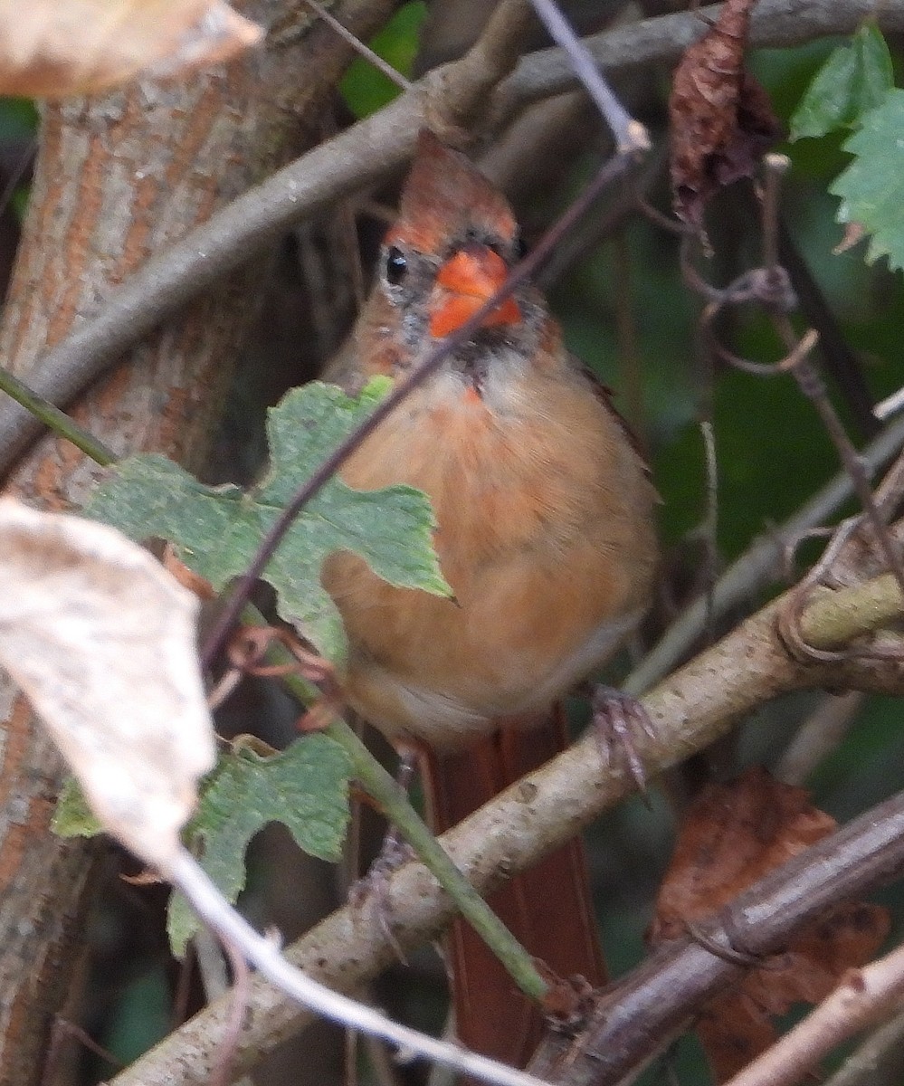 Northern Cardinal - ML622849082