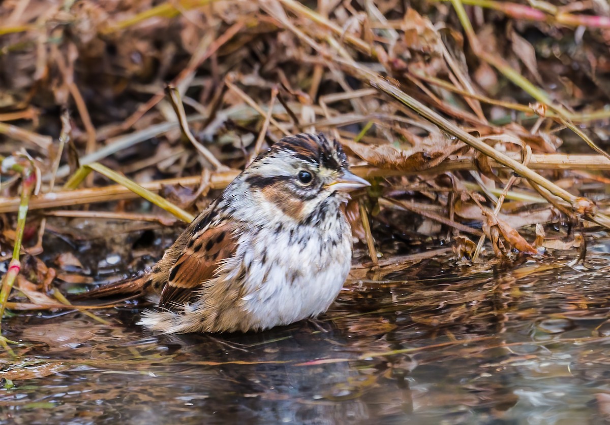 Swamp Sparrow - ML622849087