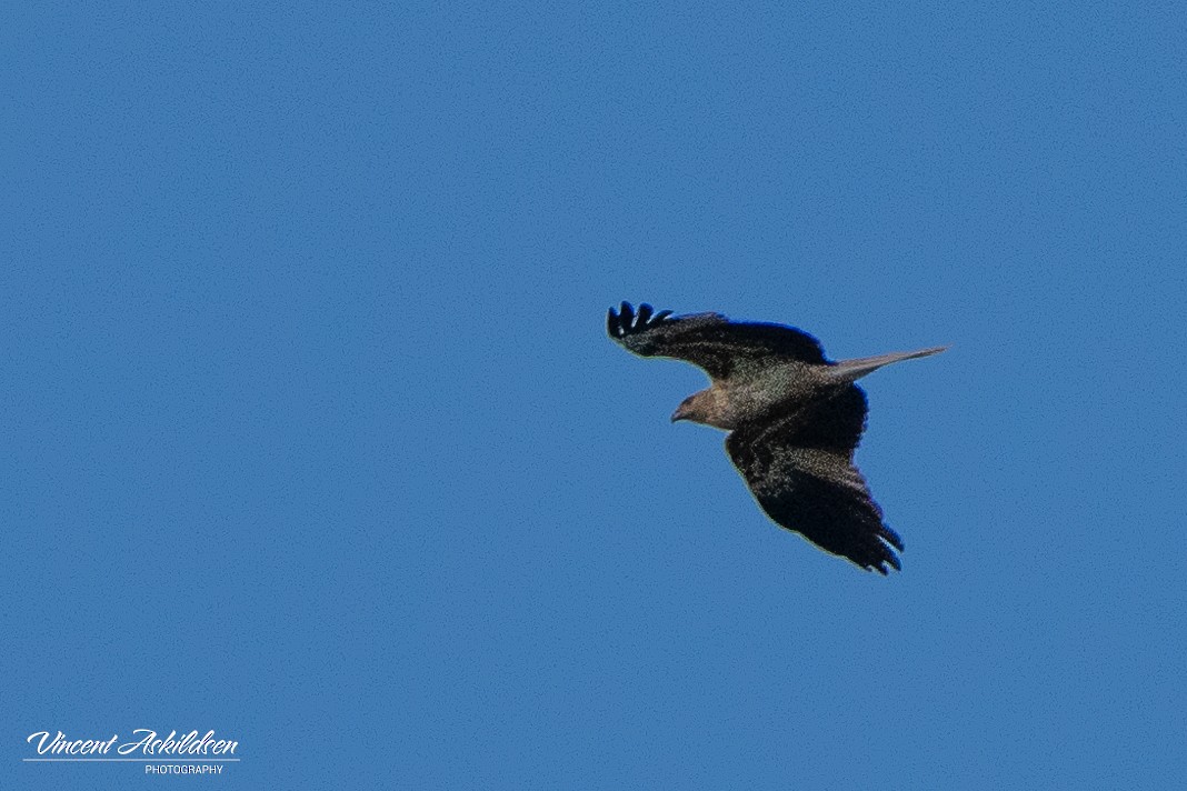 Whistling Kite - ML622849102