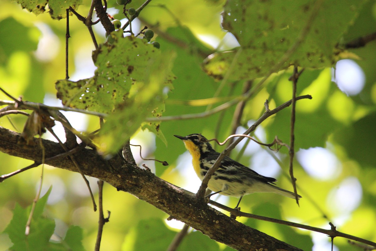 Yellow-throated Warbler - ML622849122
