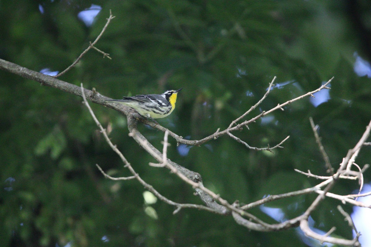 Yellow-throated Warbler - ML622849123