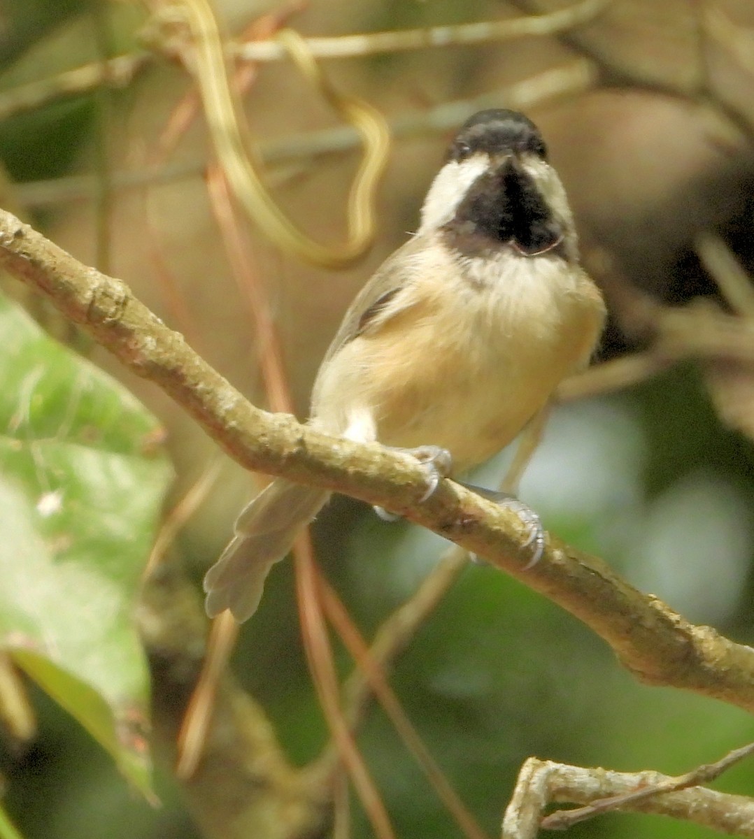 Carolina Chickadee - ML622849133