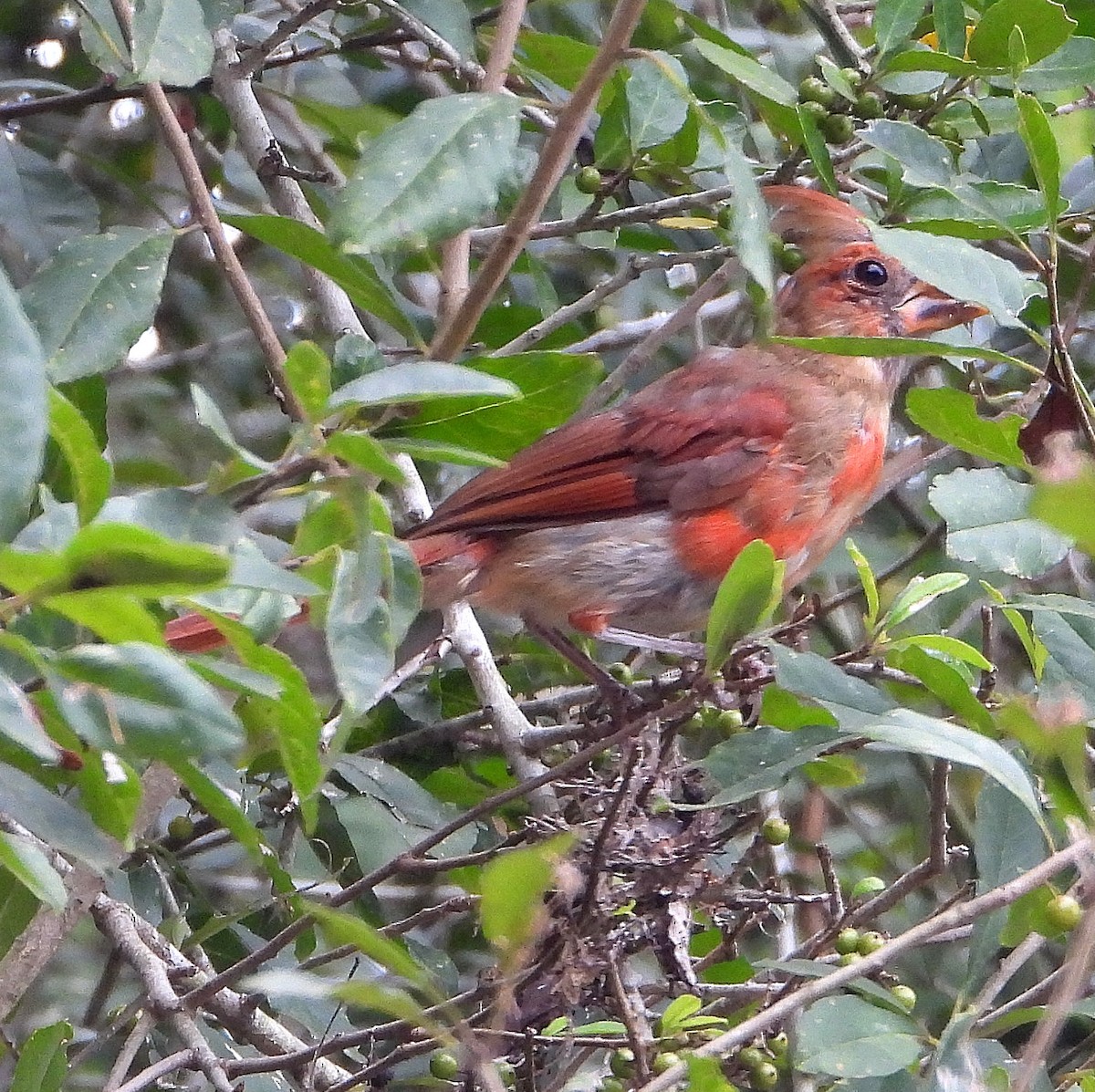 Northern Cardinal - ML622849154