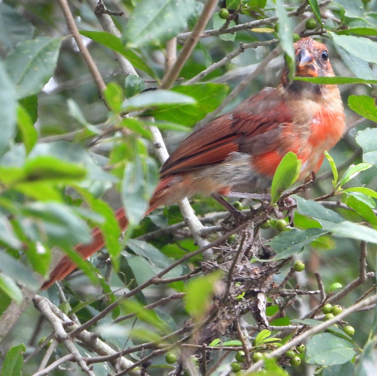 Northern Cardinal - ML622849159