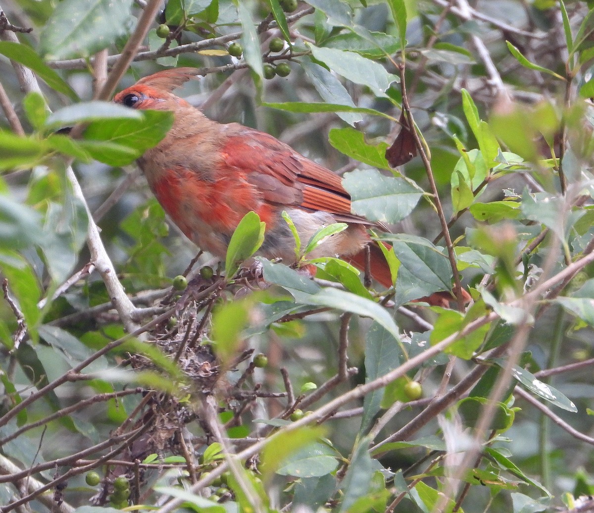 Northern Cardinal - Jay Huner