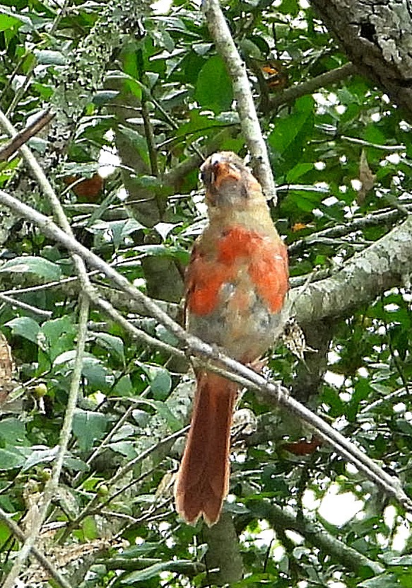 Northern Cardinal - ML622849165