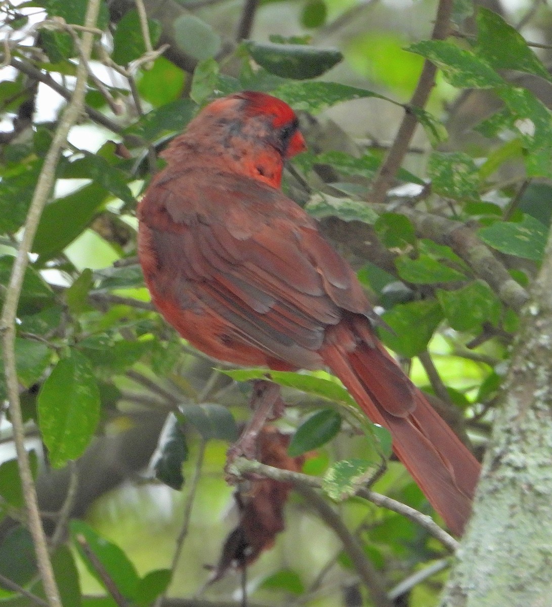 Northern Cardinal - ML622849172