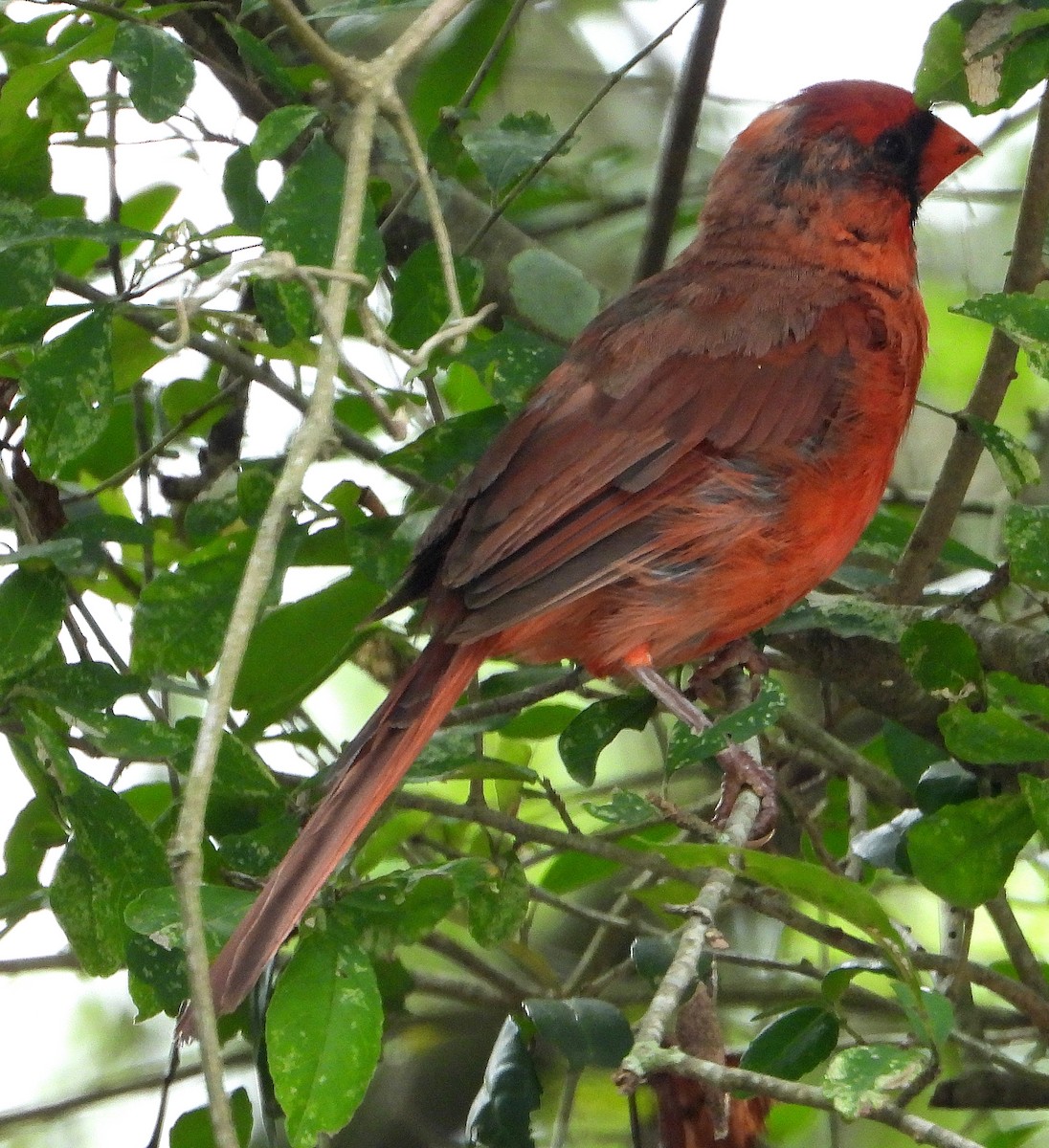 Northern Cardinal - ML622849175