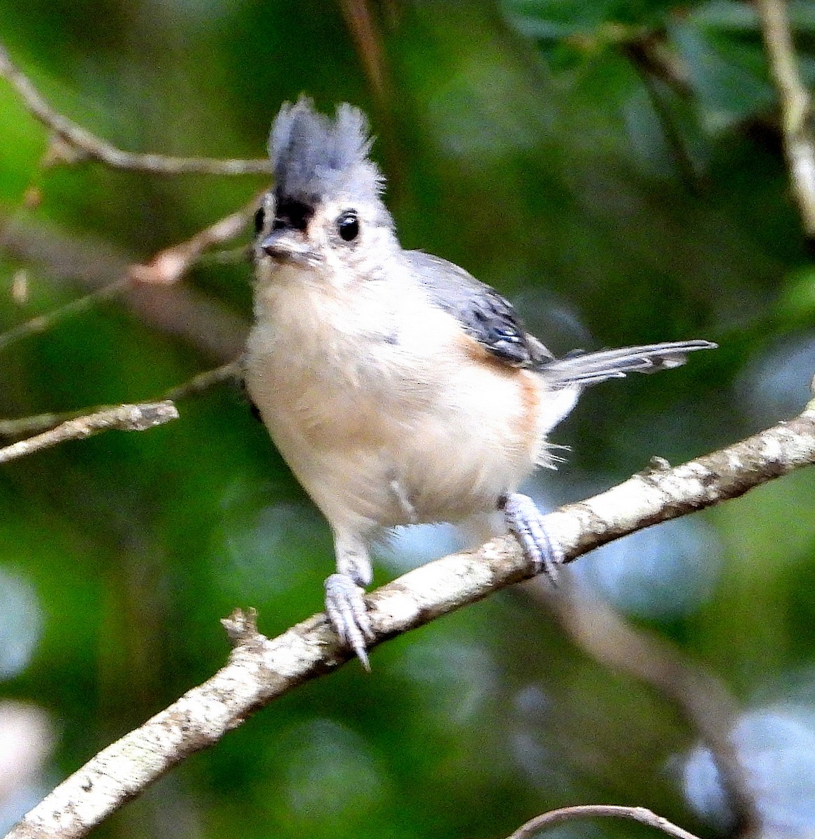 Tufted Titmouse - ML622849208