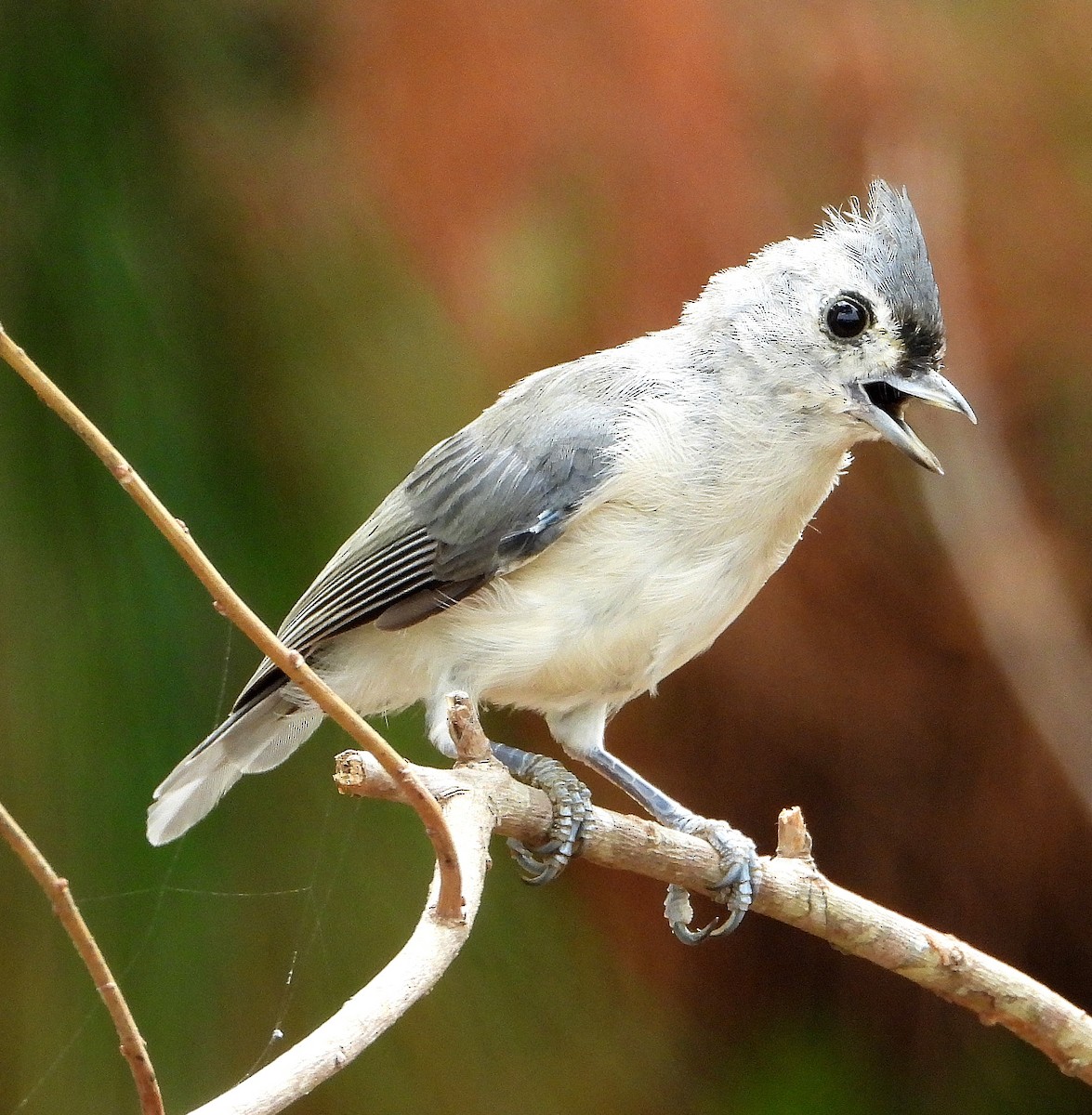 Tufted Titmouse - ML622849243