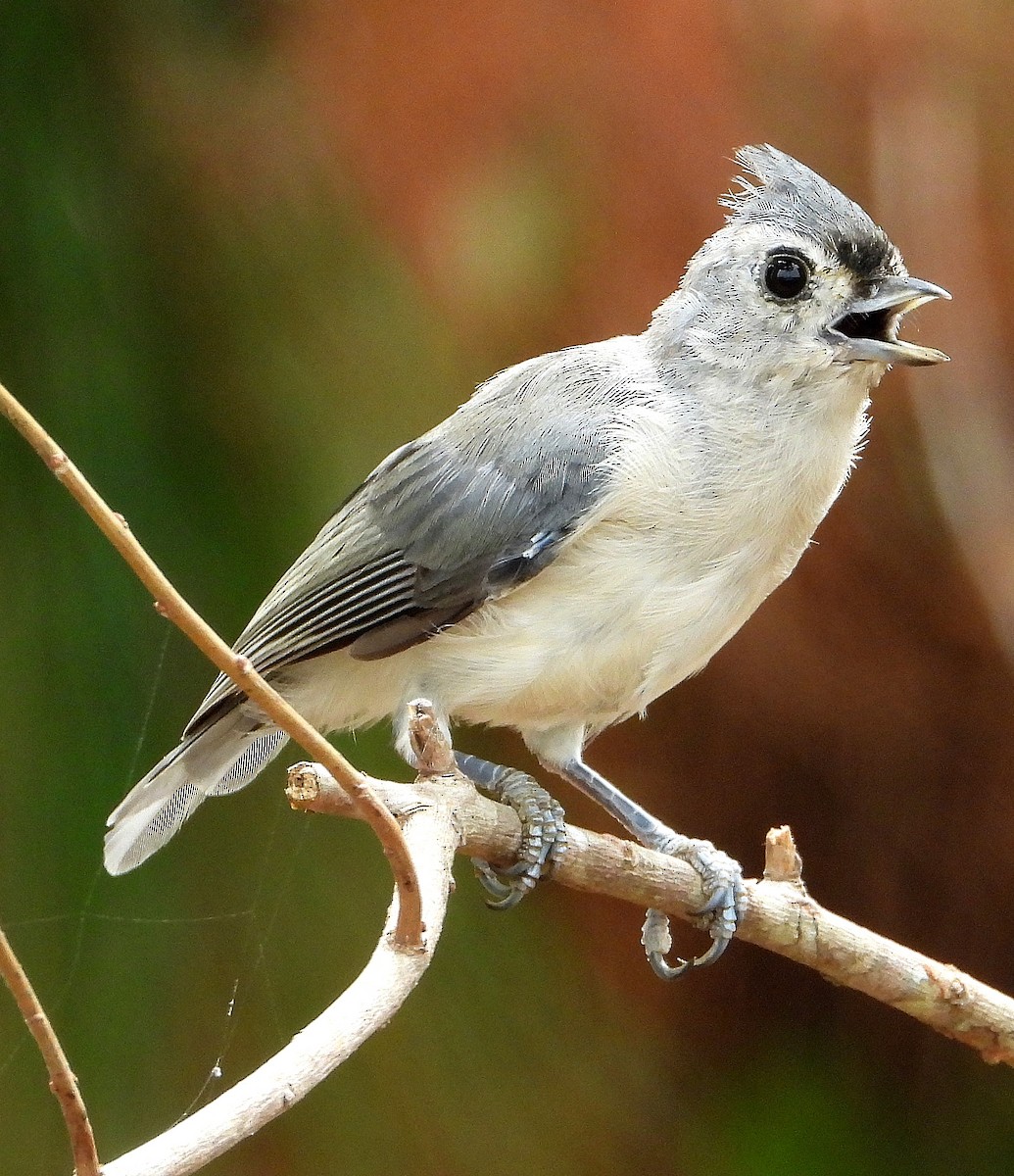 Tufted Titmouse - ML622849248