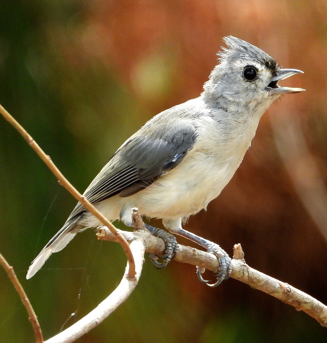 Tufted Titmouse - ML622849249