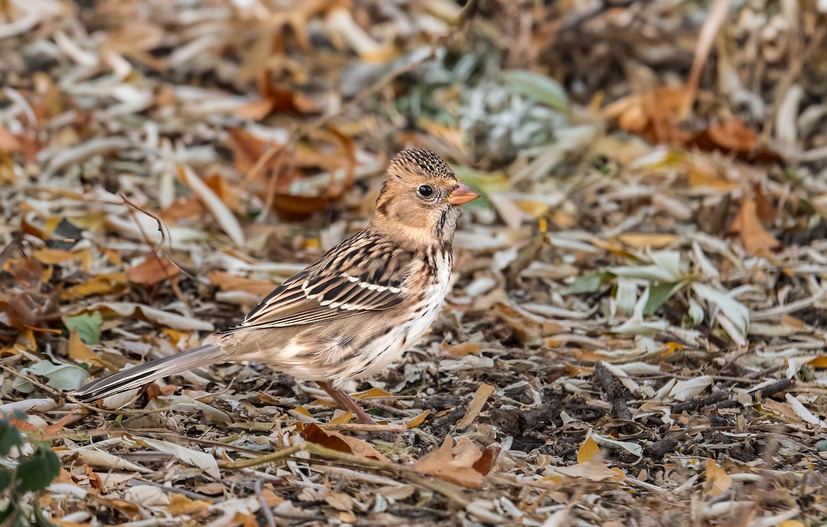 Harris's Sparrow - ML622849250