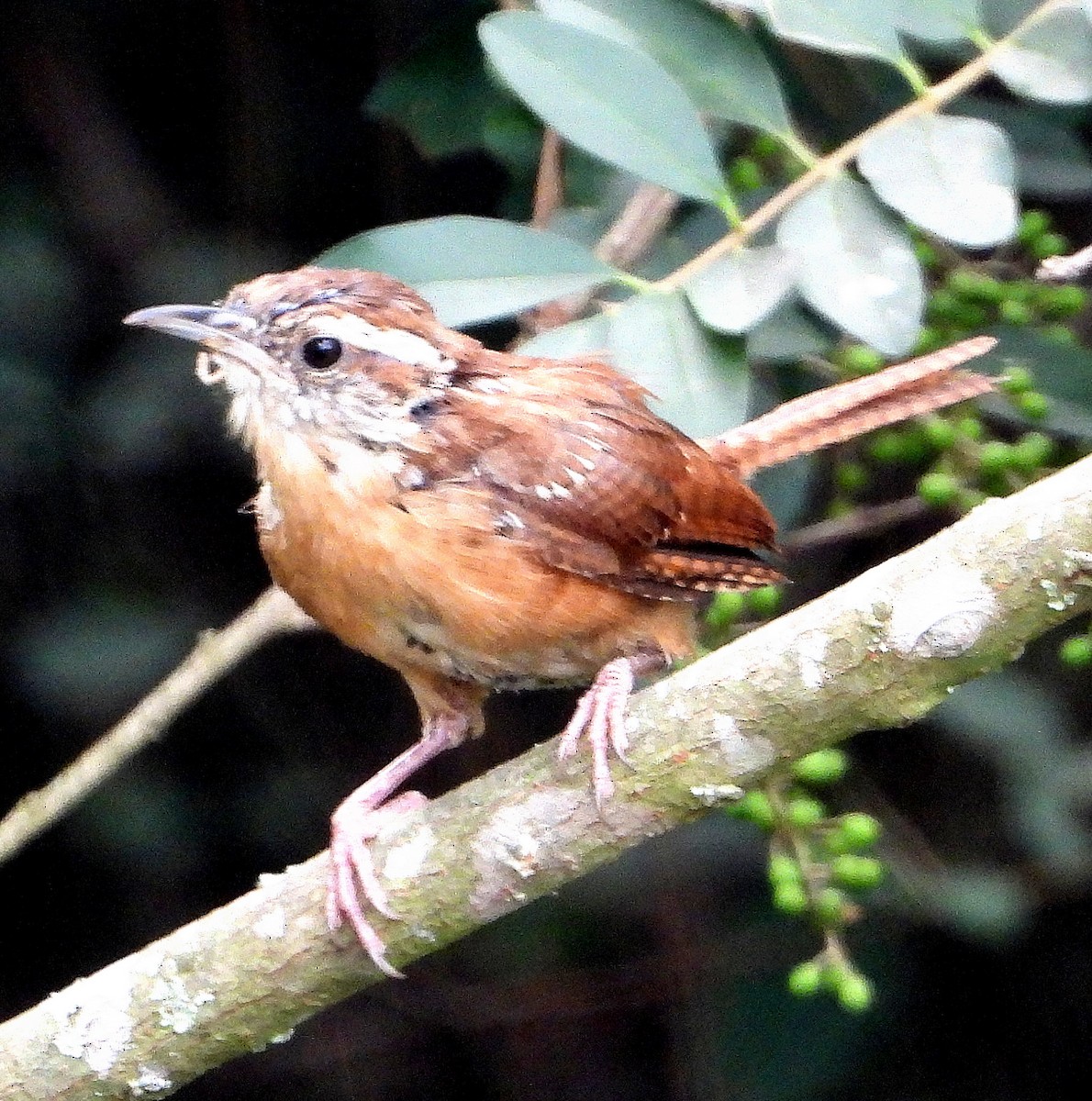 Carolina Wren - ML622849276