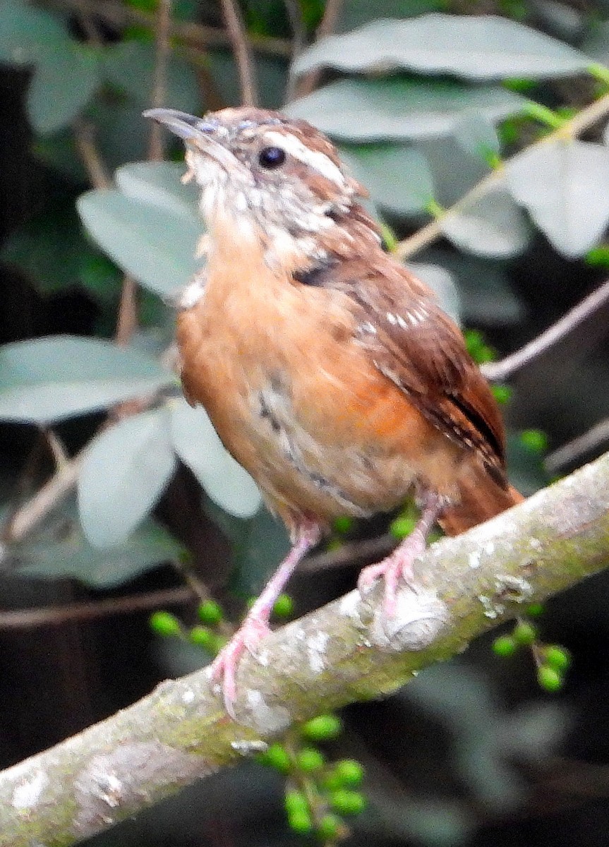 Carolina Wren - ML622849281