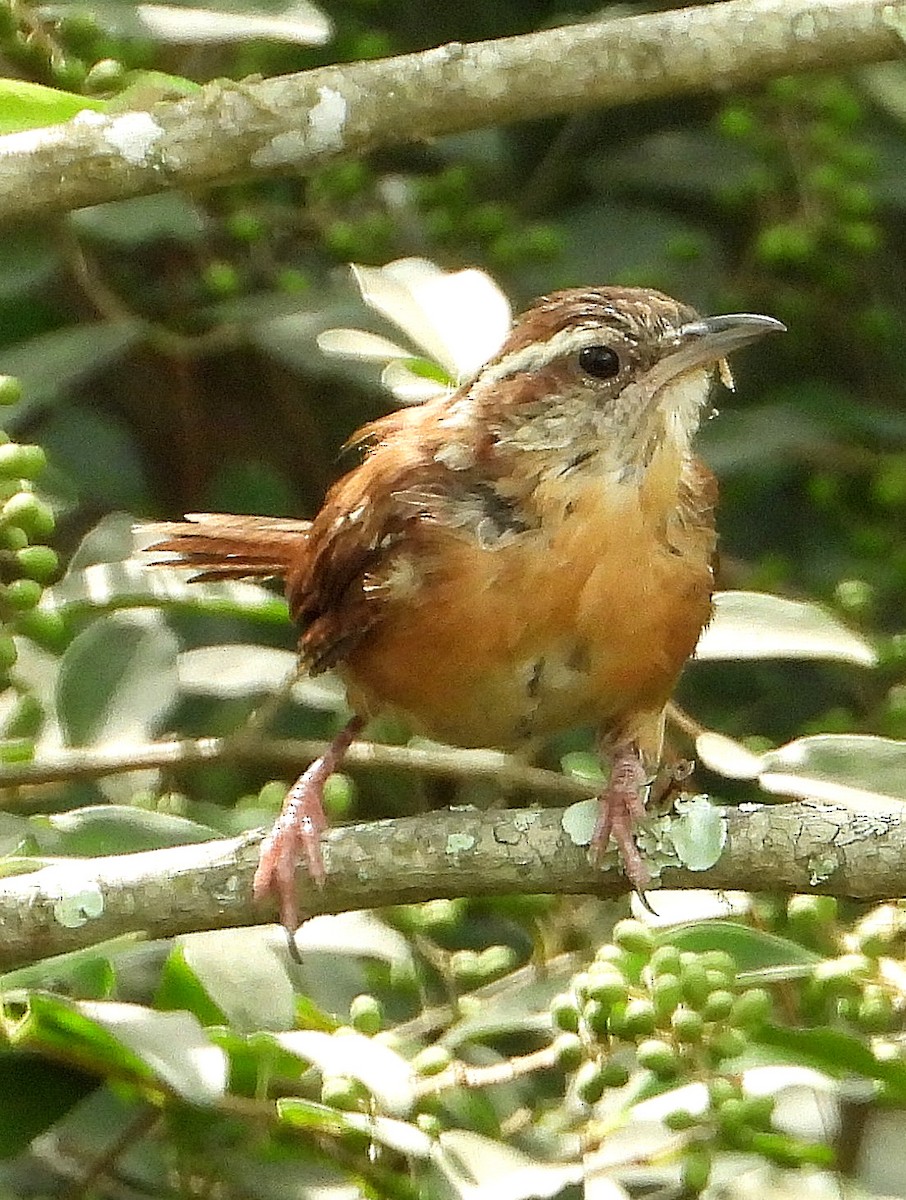 Carolina Wren - ML622849282