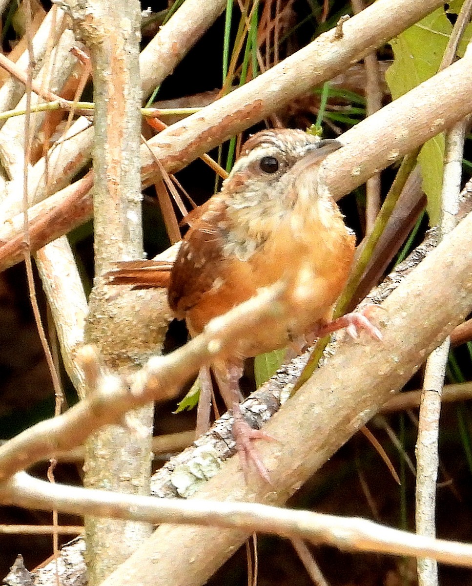 Carolina Wren - ML622849287